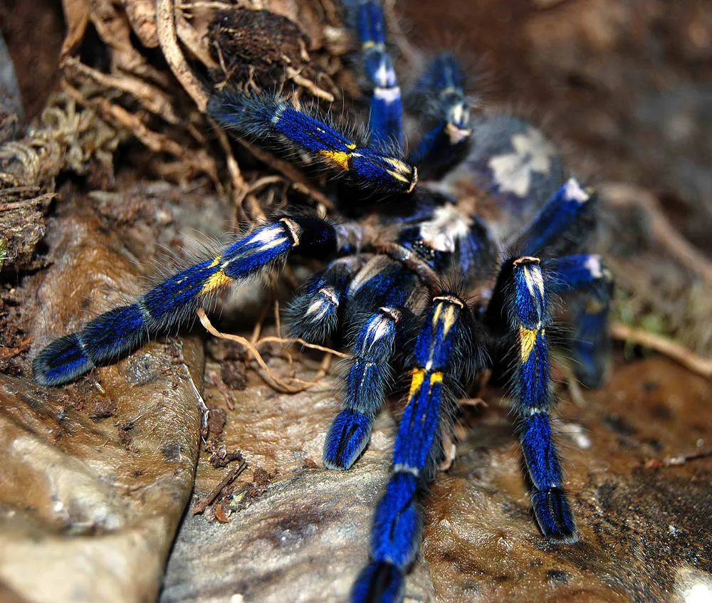 /img/21501-arboricola-tarantula-substrate.webp