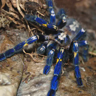/img/21501-arboricola-tarantula-substrate.webp