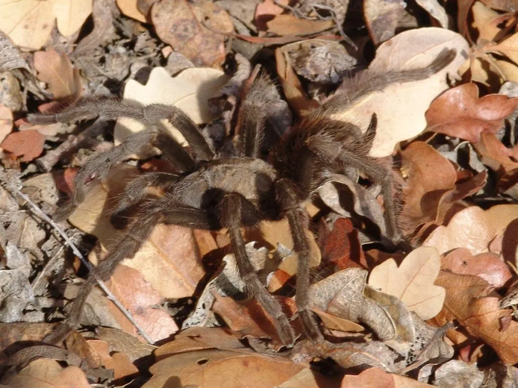 21503 mount diablo habitat