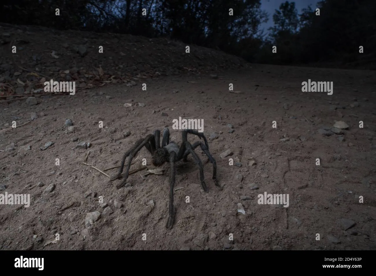 /img/21503-tarantula-conservation.webp