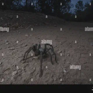 /img/21503-tarantula-conservation.webp