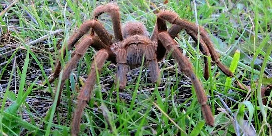 21503 tarantula migration route