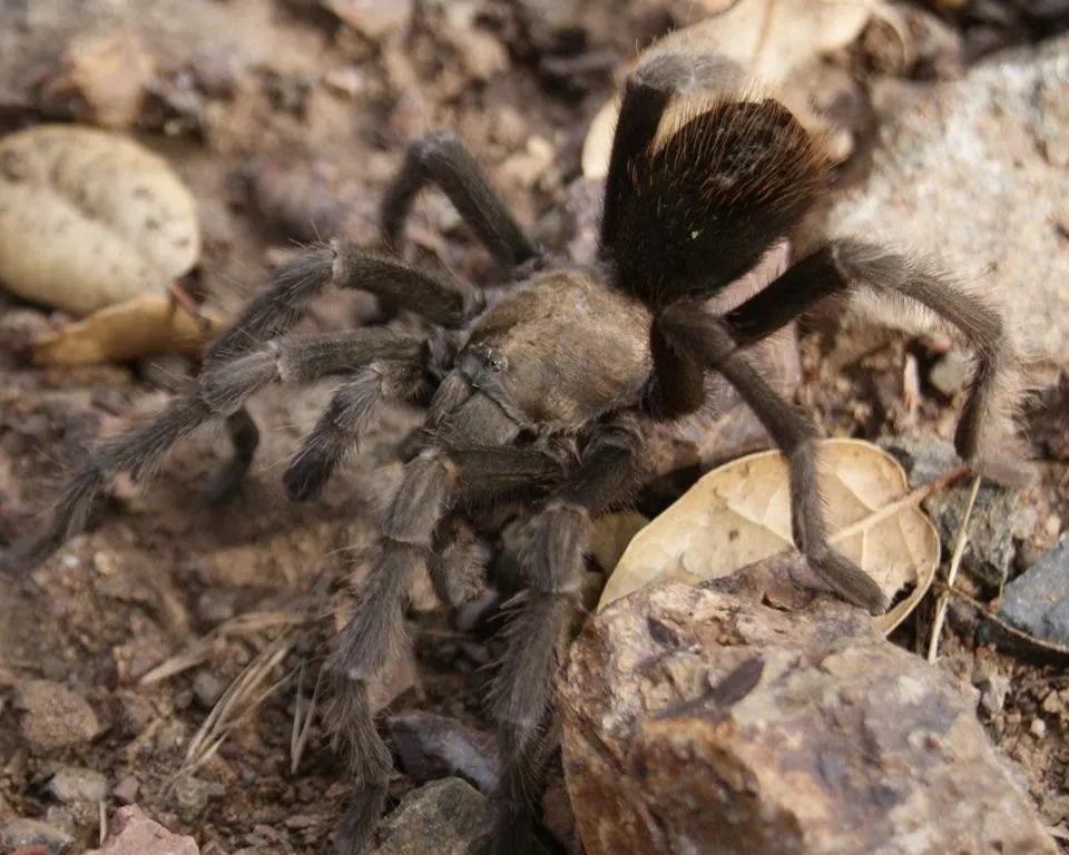 21503 tarantula photography