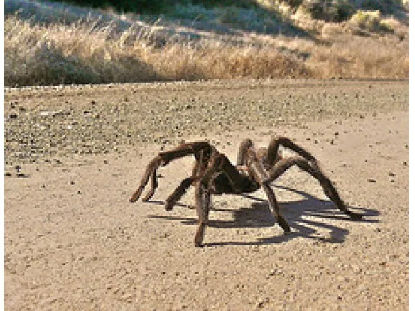 21503 tarantula silk trail