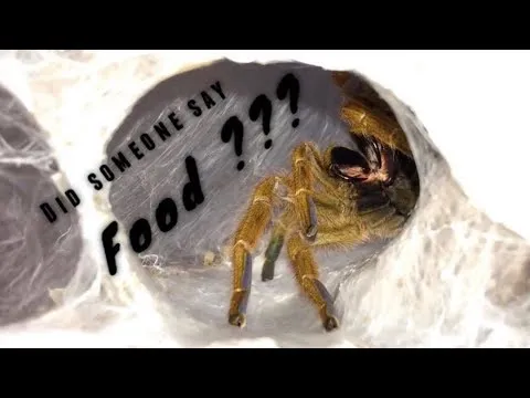 /img/21507-tarantula-enclosure-image-7.webp