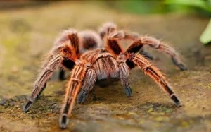21507 tarantula health image 6