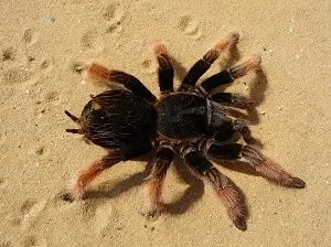 21507 tarantula morph image 5