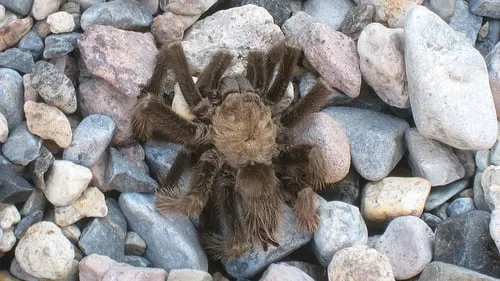 21507 tarantula size image 3