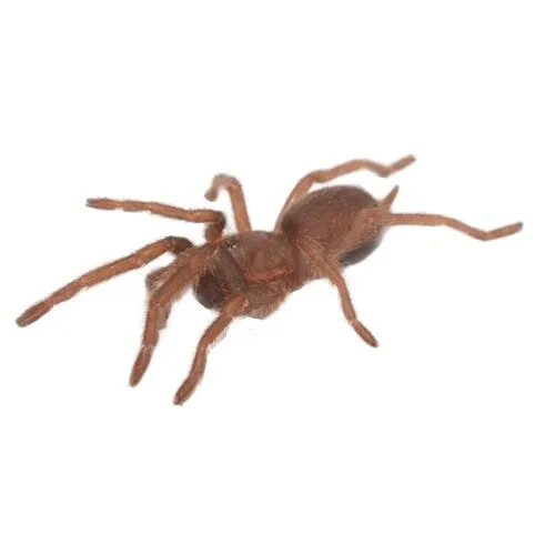 21508 queensland tarantula habitat