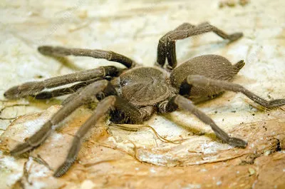 21508 tarantula burrow