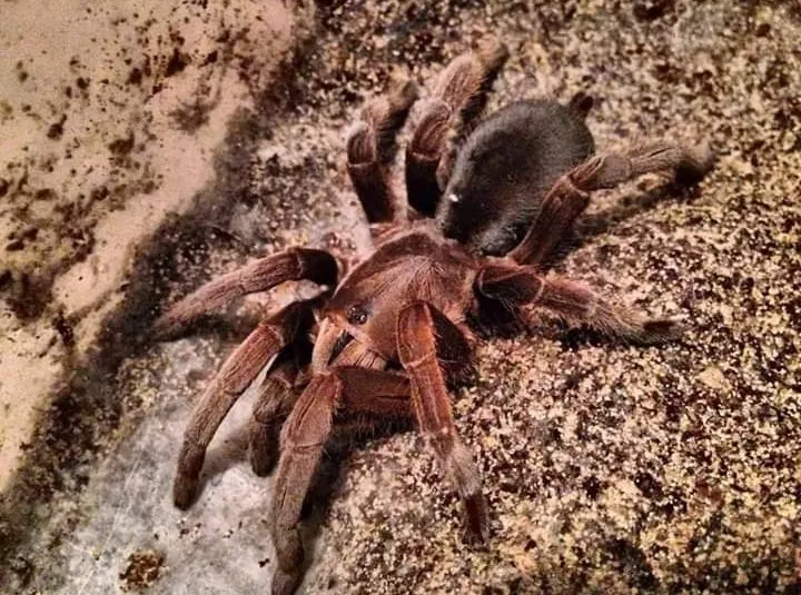 /img/21508-tarantula-conservation.webp