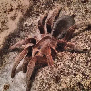 /img/21508-tarantula-conservation.webp