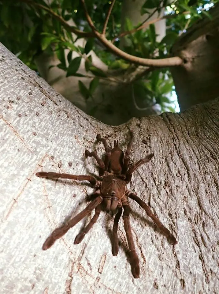 21508 tarantula defensive pose