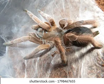 21508 tarantula eating insect