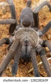 21508 tarantula size comparison