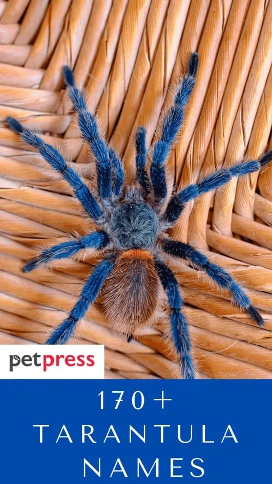 21513 funny tarantula 3