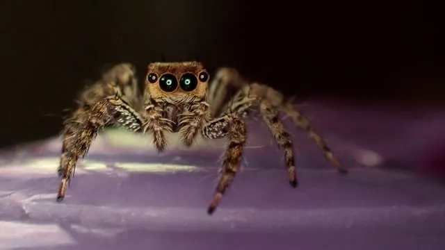 21513 funny tarantula name 2