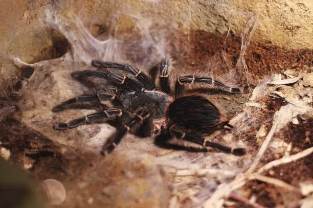 21513 funny tarantula name 5
