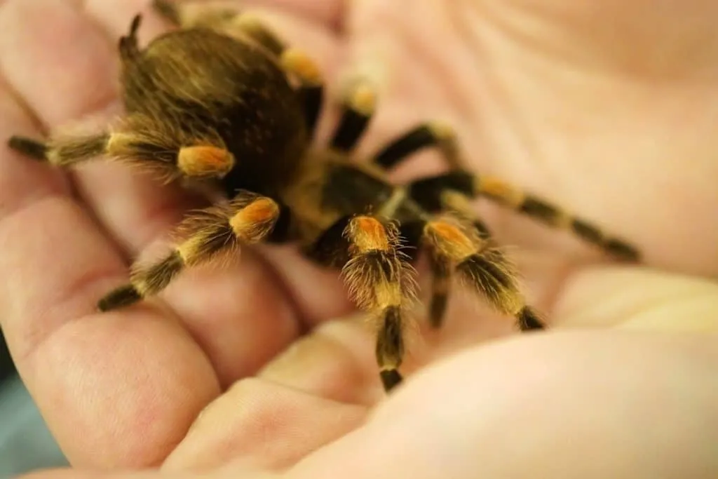21513 pet tarantula owner