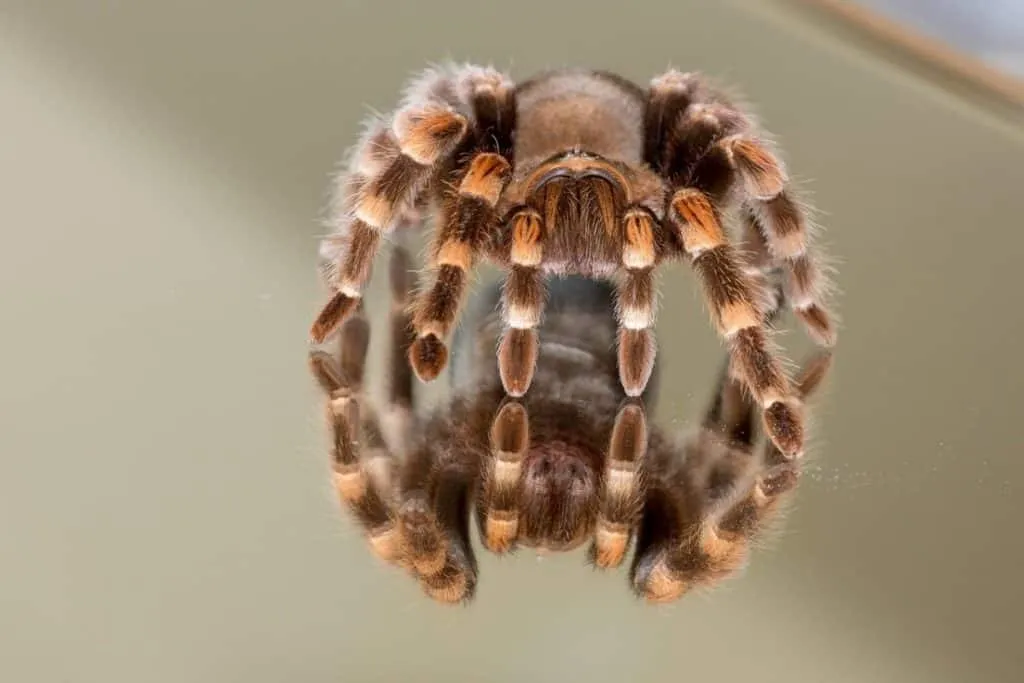 /img/21513-tarantula-web.webp