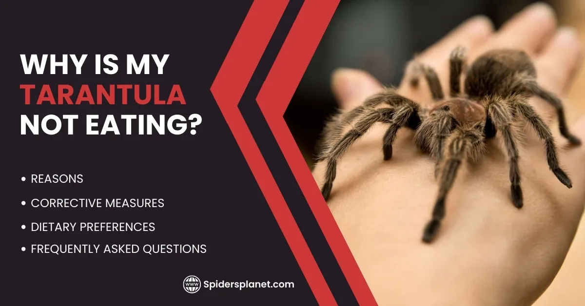 /img/21514-healthy-tarantula.webp