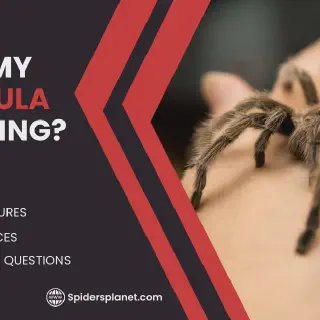 /img/21514-healthy-tarantula.webp