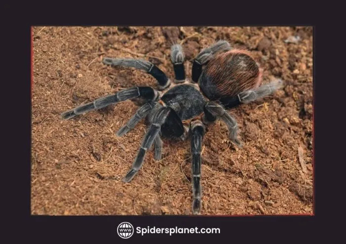 21514 tarantula illness symptoms