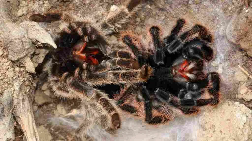 21514 tarantula molting cycle