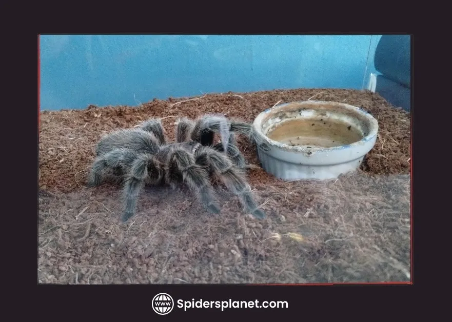 21514 tarantula prey size
