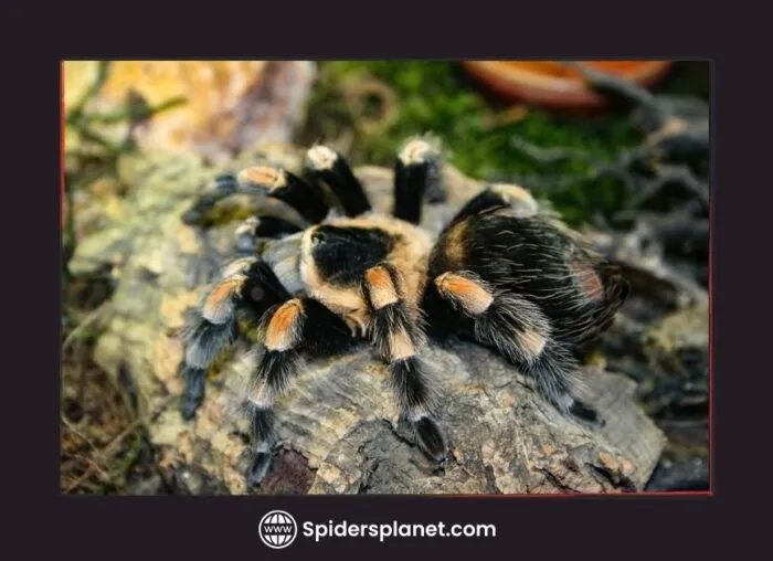 21514 tarantula stress habitat