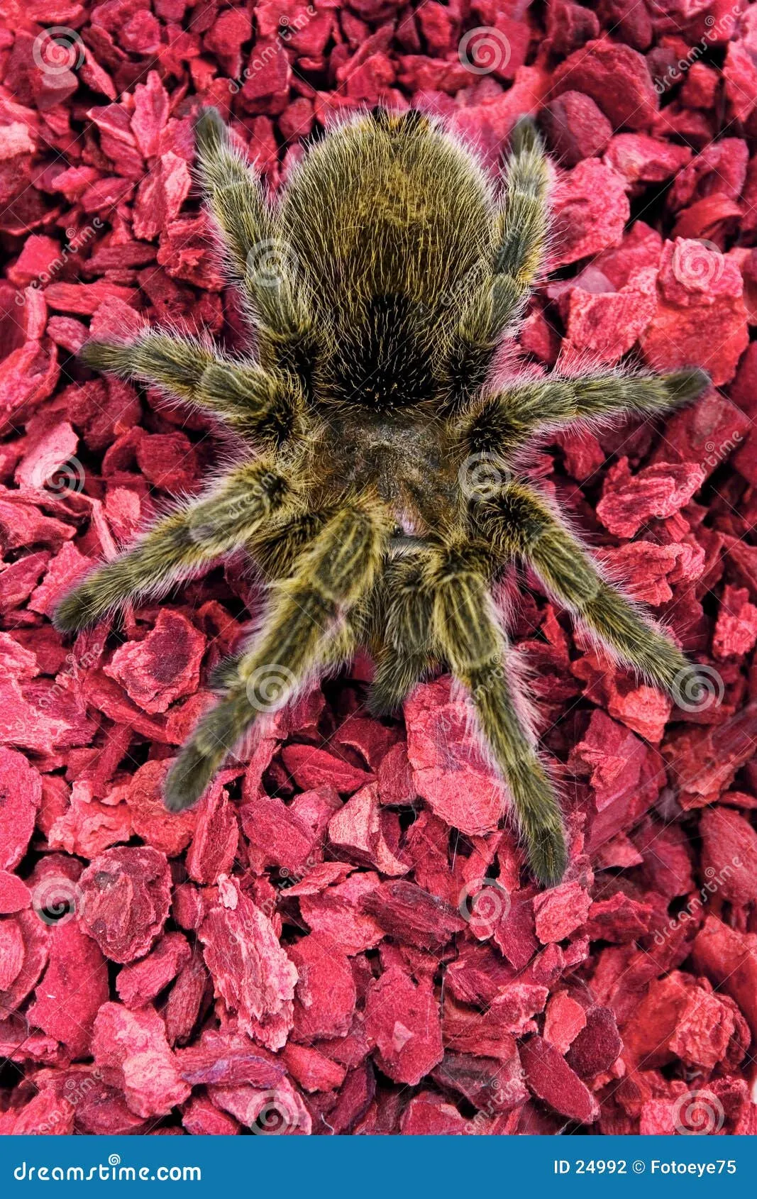 21515 male rose hair tarantula