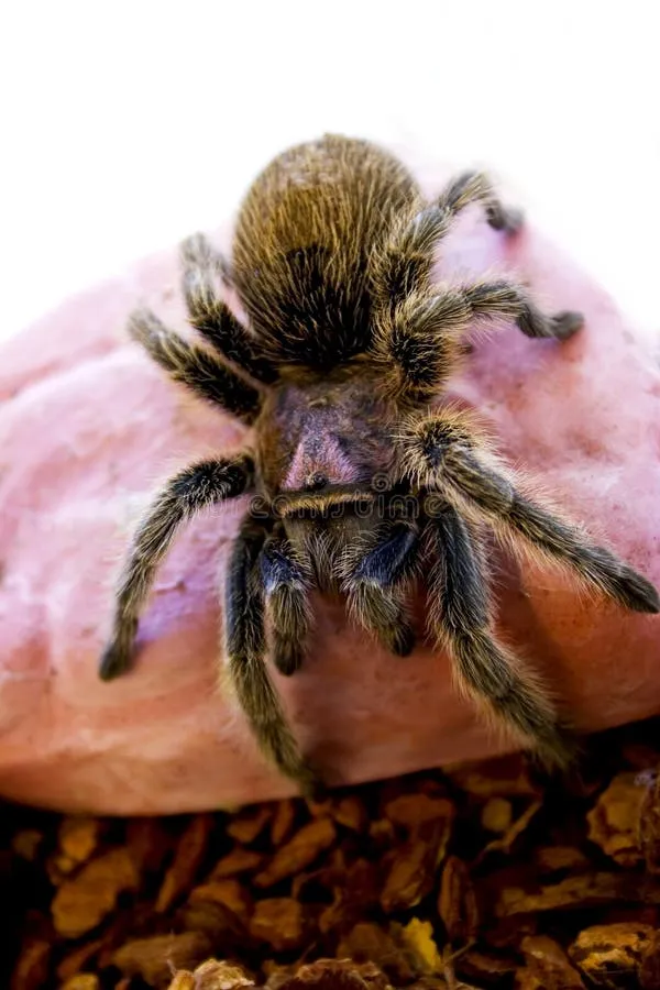 21515 tarantula habitat