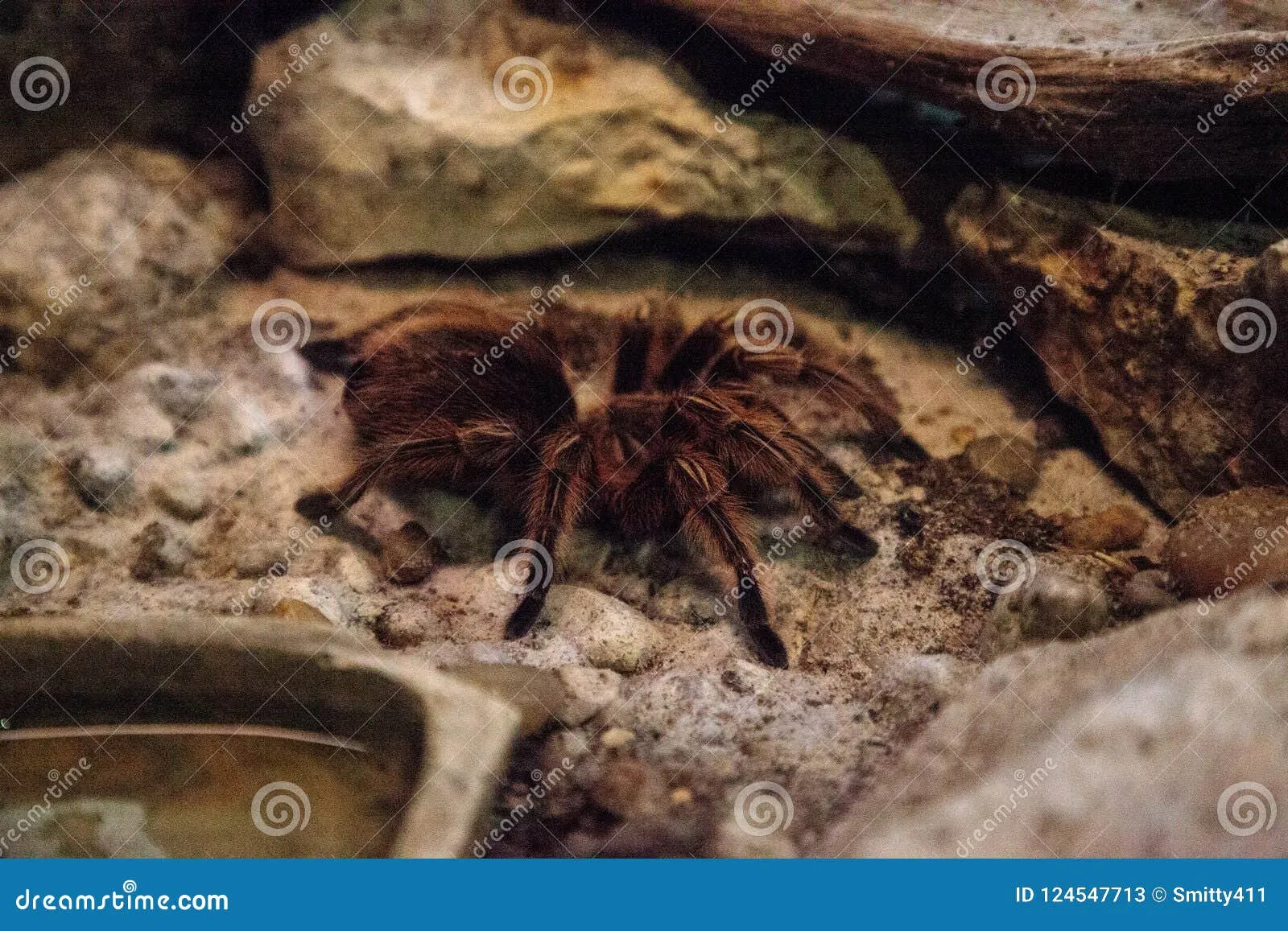 /img/21515-tarantula-health-check.webp