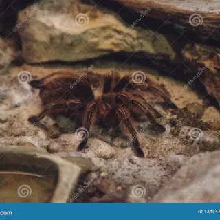 /img/21515-tarantula-health-check.webp