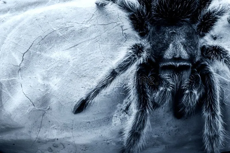 21515 tarantula molting