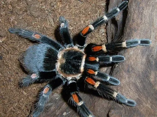 21516 tarantula enclosure heating lighting