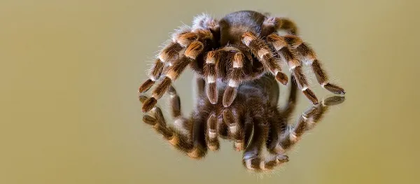 21516 tarantula enclosure size guide
