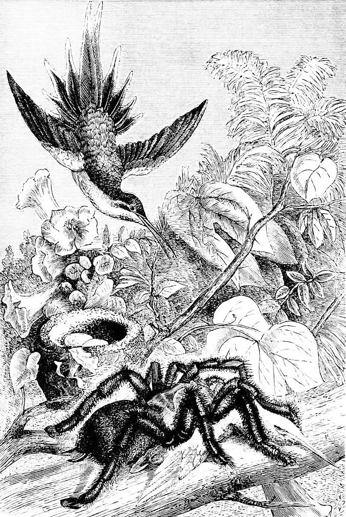 21517 tarantula defense