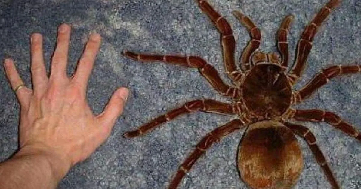 21518 goliath birdeater