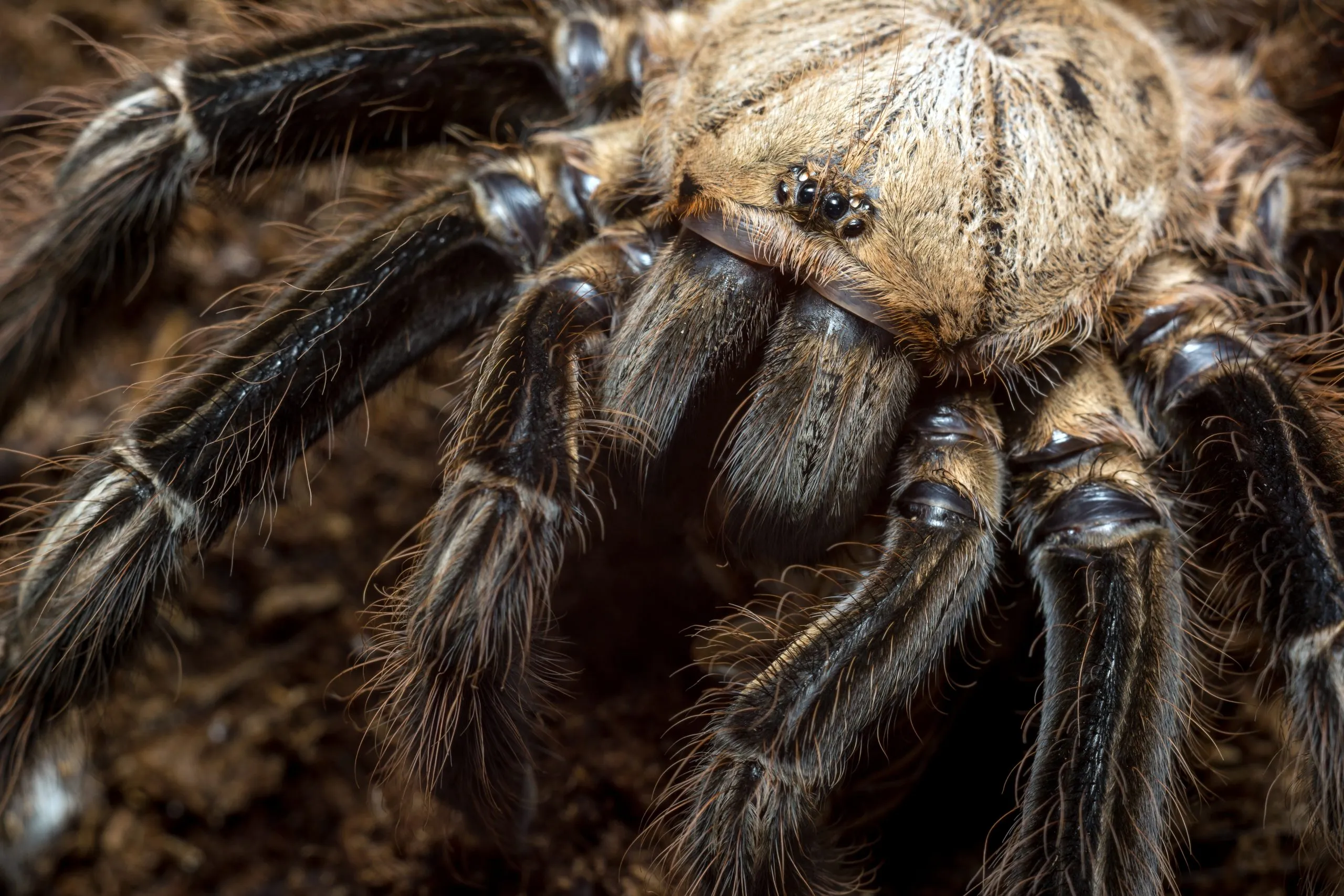 /img/21518-tarantula-enclosure.webp