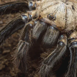 /img/21518-tarantula-enclosure.webp