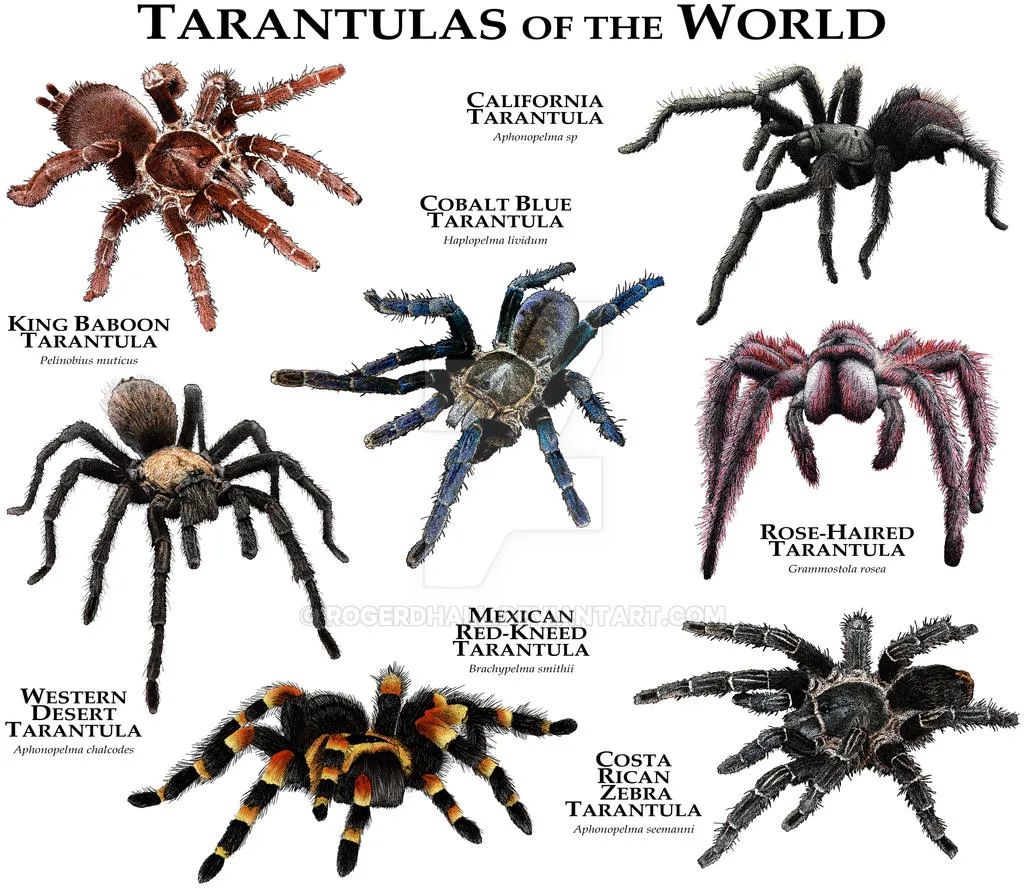 21518 tarantula feeding