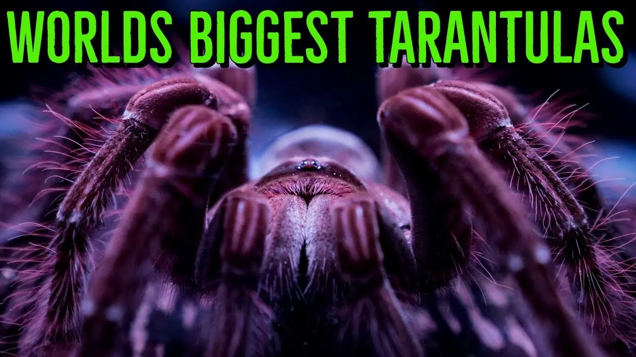 21518 tarantula habitat