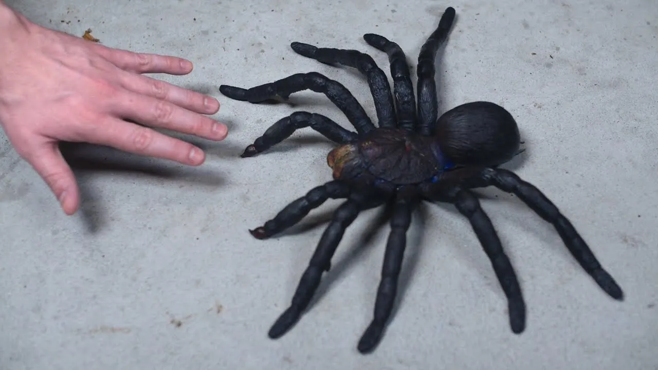 21518 tarantula leg span