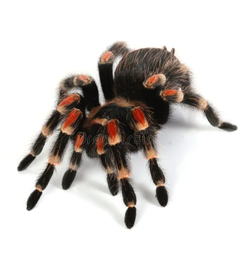 21519 red5 tarantula breeding