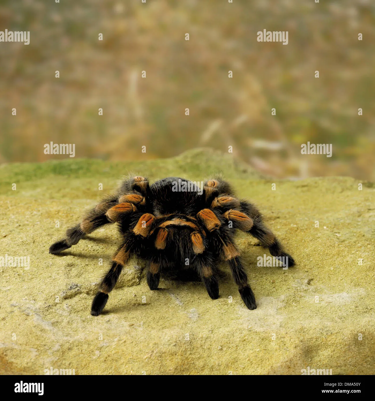 21519 red5 tarantula feeding