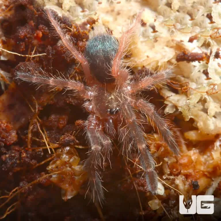 21519 red5 tarantula habitat