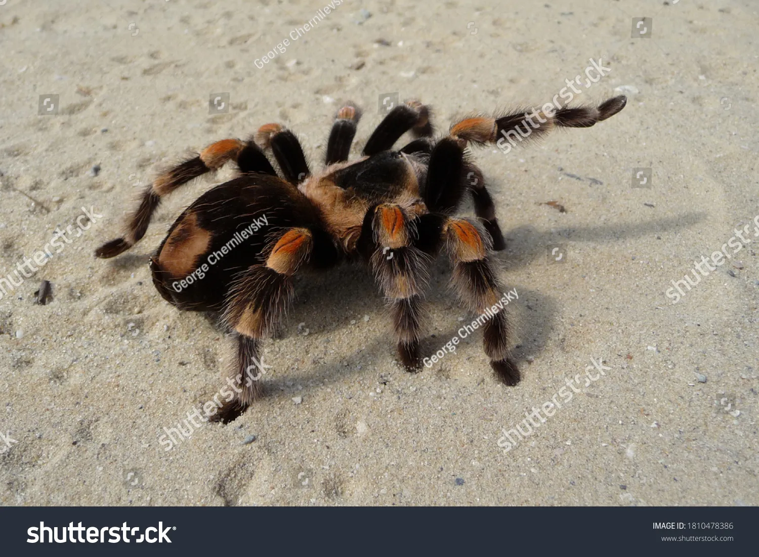 21519 red5 tarantula handling