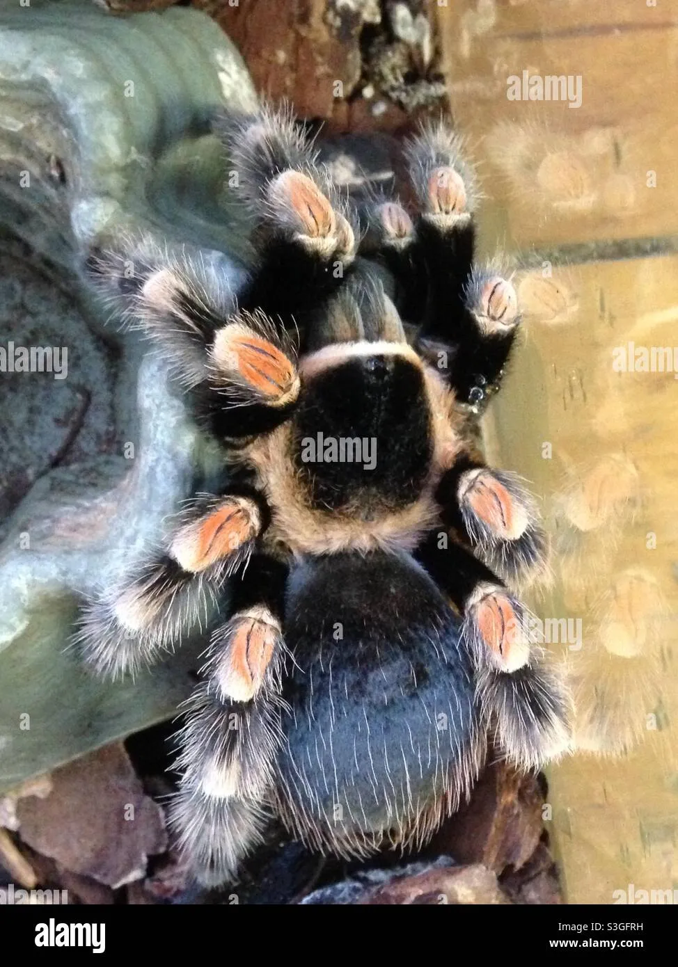 21519 red5 tarantula health