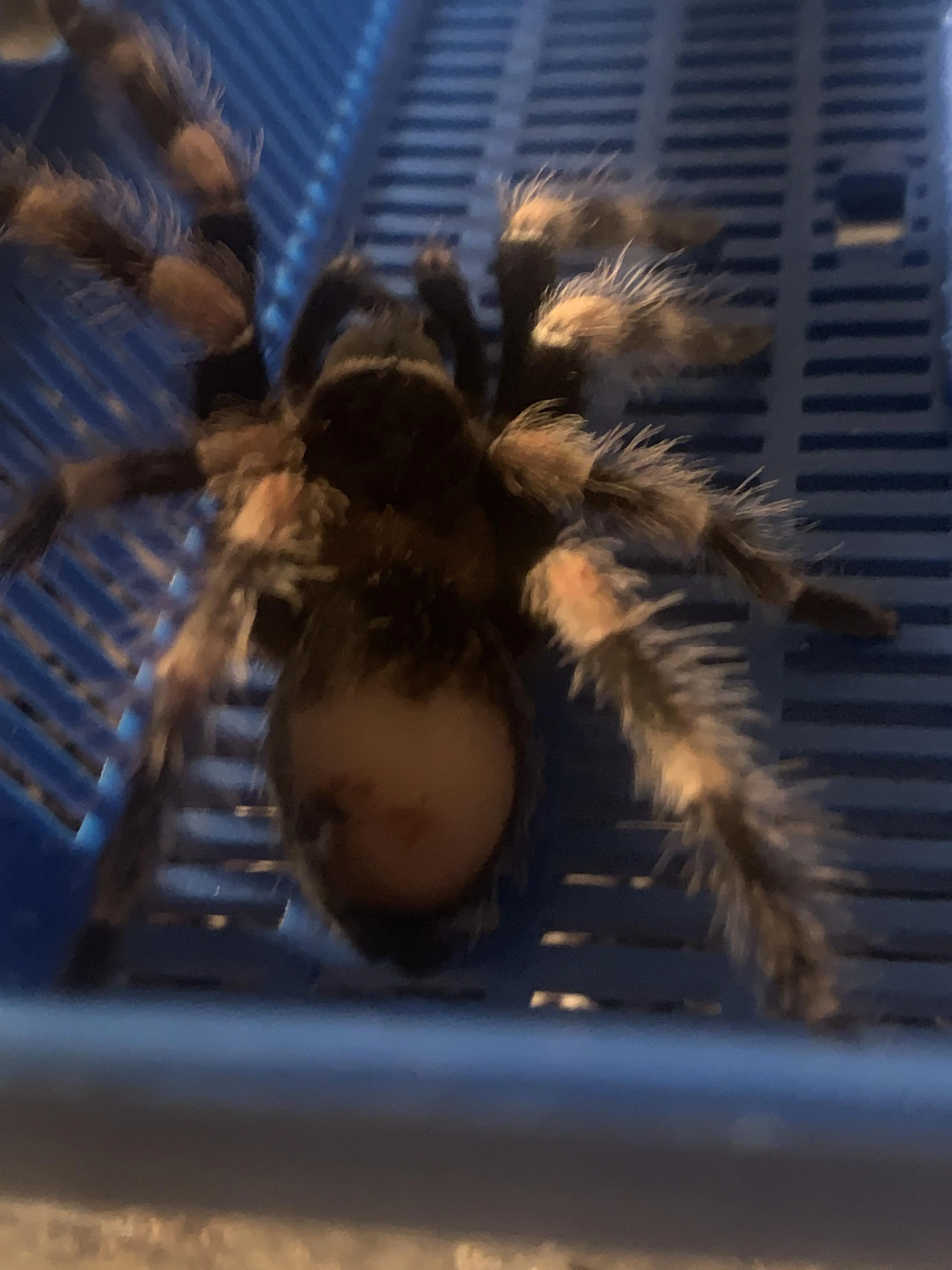 /img/21519-red5-tarantula-spiderling.webp